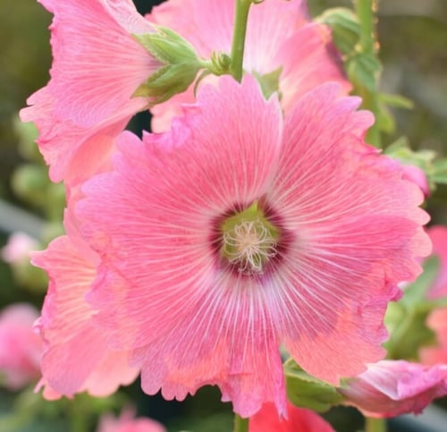 بذور زهرة الختمية الوردية ( Althaea )