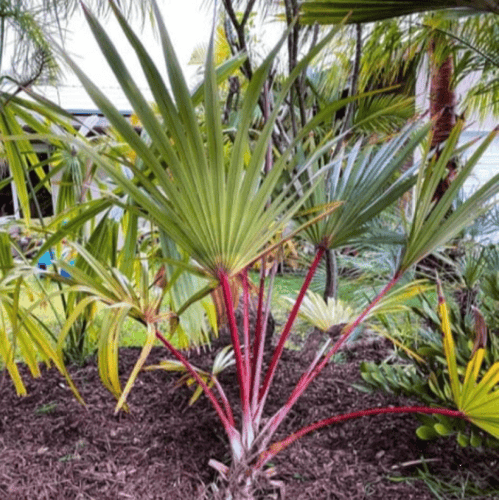 بذور نخيل لاتانيا الاحمر ( Latania lontaroides )