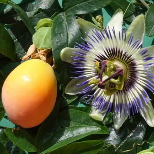 بذور الباشن فروت الأصفر - زهرة الساعة ( Passiflora...