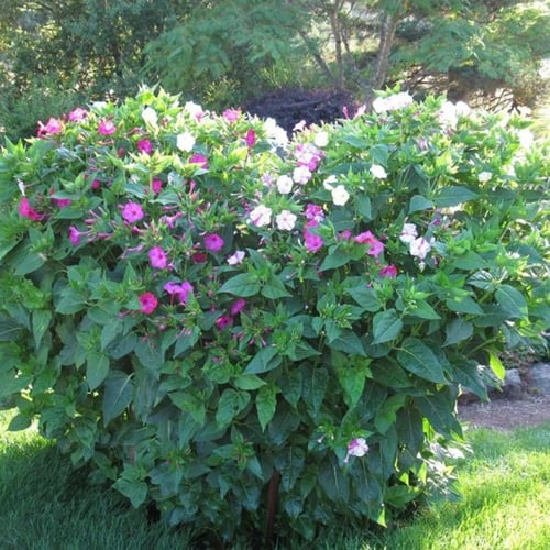 بذور زهرة شب الليل - الساعة الرابعة ( Mirabilis ja...