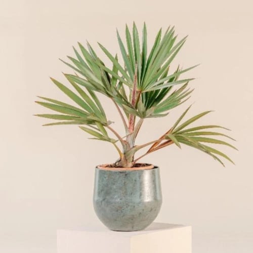 بذور نخيل لاتانيا الاحمر ( Latania lontaroides )