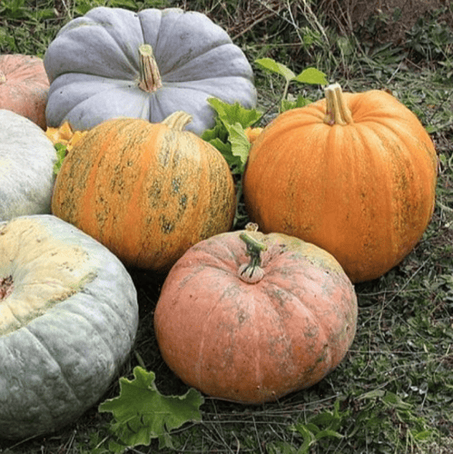 بذور القرع العسلي ( Cucurbita moschata )