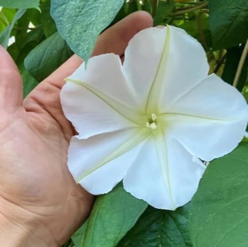 بذور زهرة القمر - متسلقة ايبوميا البيضاء ( Ipomoea...