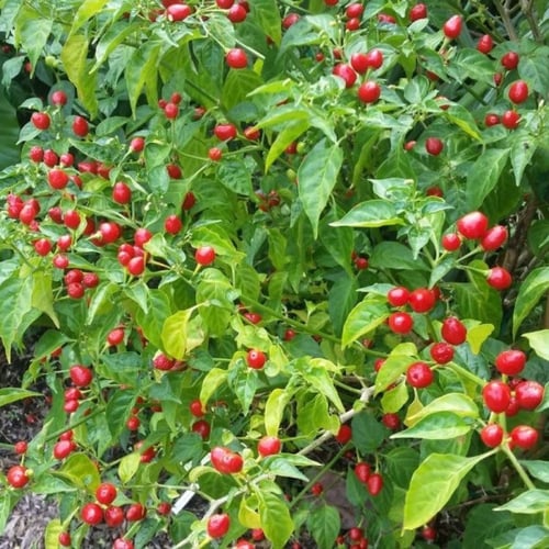 بذور فلفل الكرز الأحمر ( Cherry pepper )