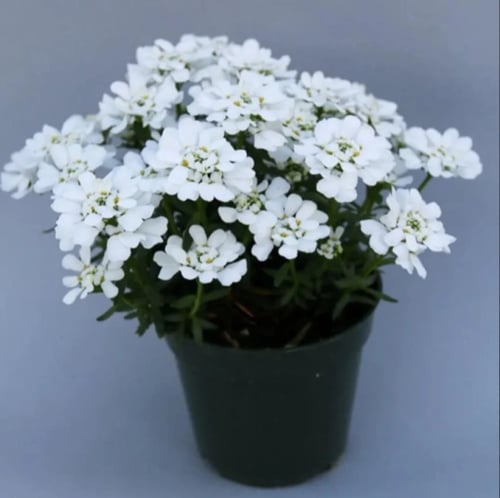 بذور زهرة تساقط الثلج القزمية ( Iberis umbellata )