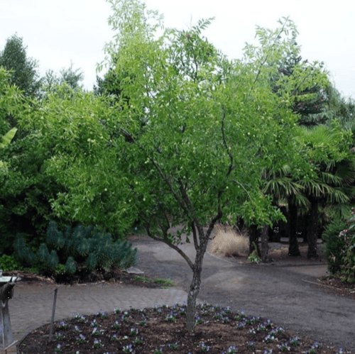 بذور شجرة العناب ( Ziziphus Jujuba )