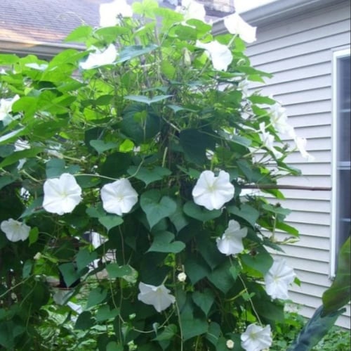 بذور زهرة القمر - متسلقة ايبوميا البيضاء ( Ipomoea...