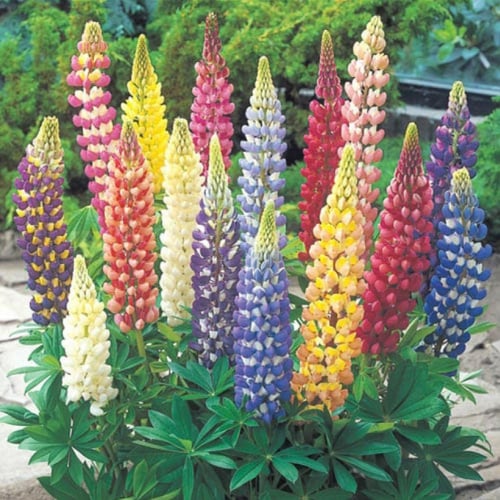 بذور زهور الترمس الملون ( Lupinus polyphyllus )