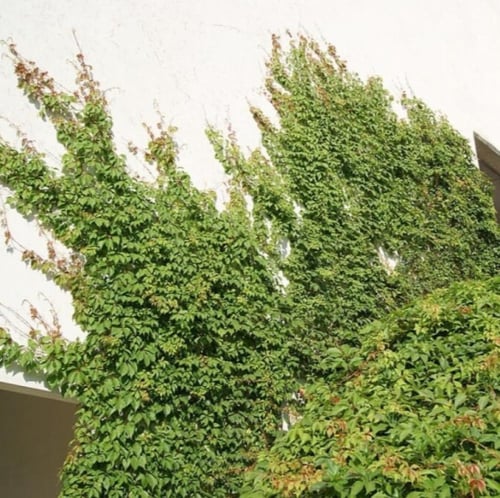 بذور متسلقة فرجينيا - الخميسة ( Parthenocissus qui...