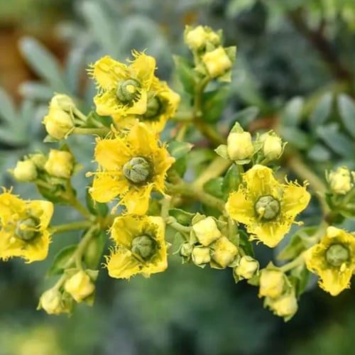 بذور عشبة الشذاب العطرية ( Ruta chalepensis )