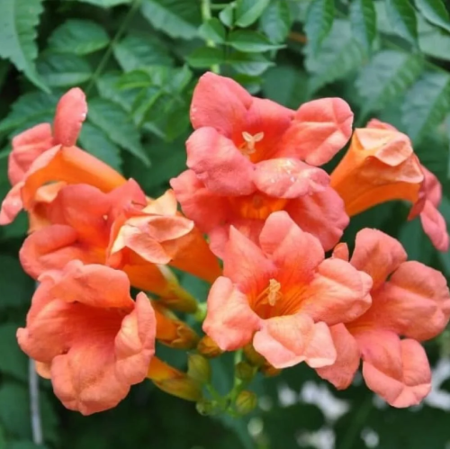 بذور متسلقة البوق ( Campsis radicans )