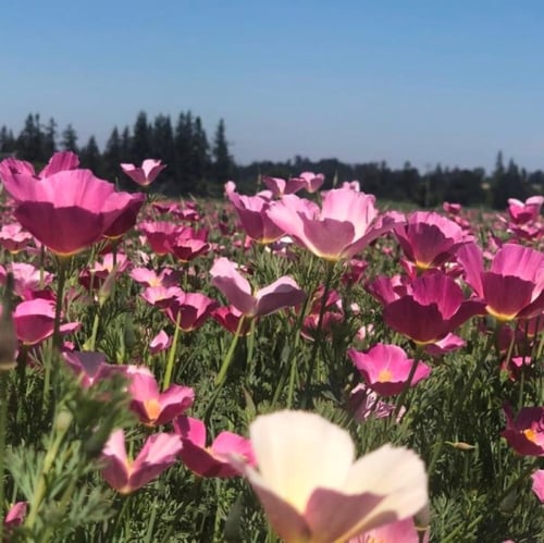 بذور زهور ديدحان كاليفورنيا الارجواني ( Eschscholz...