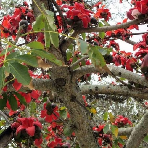 بذور شجرة البومباكس ( Bombax ceiba )