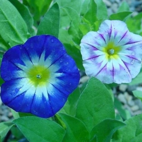 بذور اللبلاب ثلاثي الألوان - مجد الصباح قزمي ( Con...