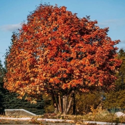 بذور شجرة السمن ( Sorbus aucuparia )