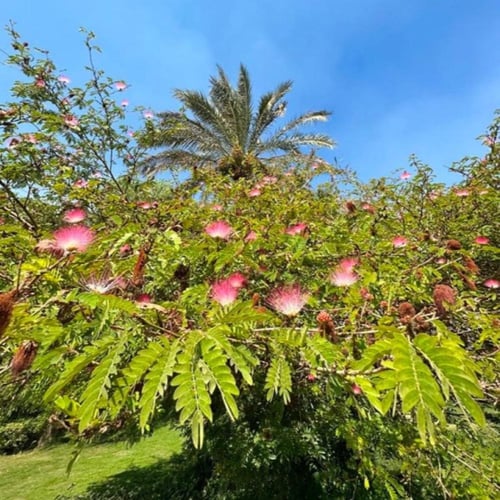 بذور شجرة اللبخ الأحمر - زهرة الحرير ( Albizia jul...