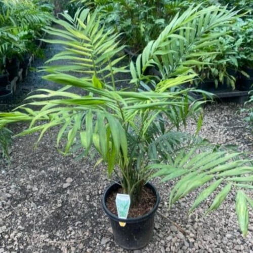 بذور نخيل شاميدوريا ( Chamaedorea elegans )