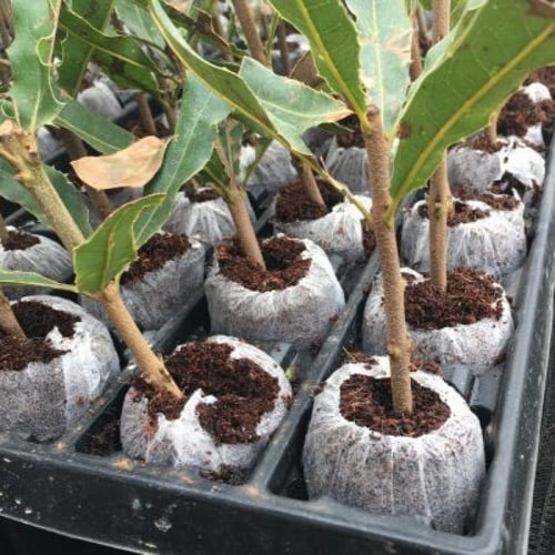 أقراص تربة زراعية ( Jiffy Peat Pellets )