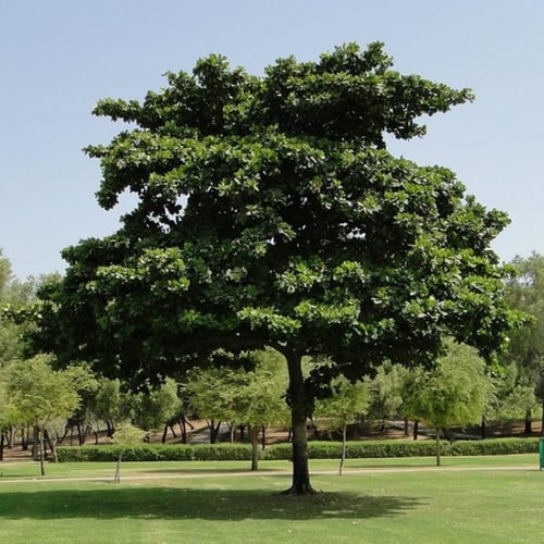 بذور شجرة ترمناليا كاتابا - لوز بحريني ( Terminali...