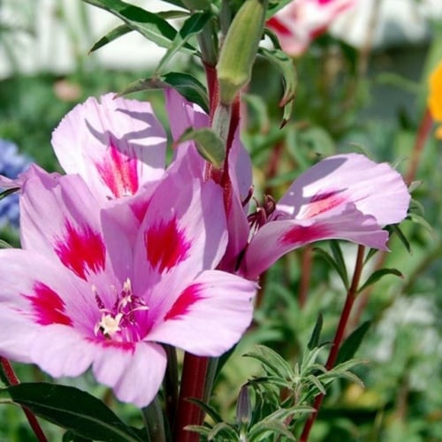 بذور زهرة وداع الربيع - جوديشيا ( Clarkia amoena )