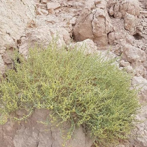 بذور شجيرة الشعران ( Anabasis setifera )