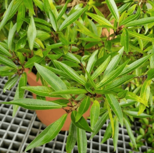 بذور شجرة الاثب ( Ficus cordata ssp )