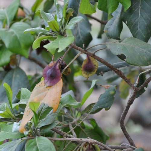 بذور شجرة الثعب - ترمناليا بروني ( Terminalia Brow...
