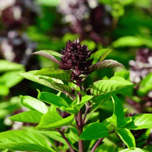 بذور الريحان التايلندي ( Ocimum basilicum var. thy...