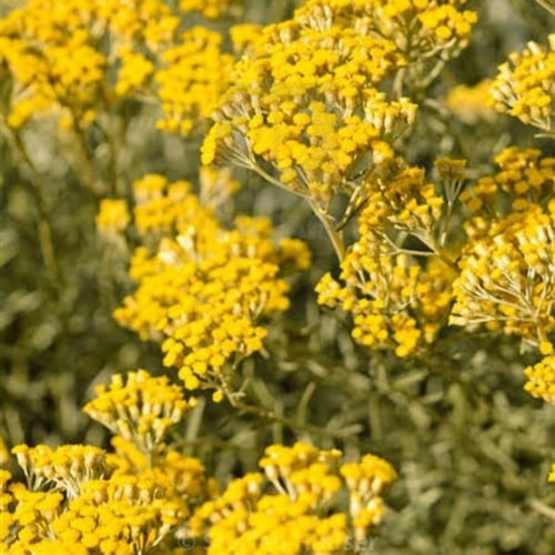 بذور زهرة الخلود - هليكريزم ( Helichrysum spp )