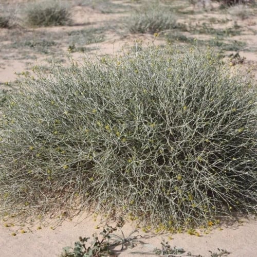 بذور شجيرة العرفج ( Rhanterium epapposum )