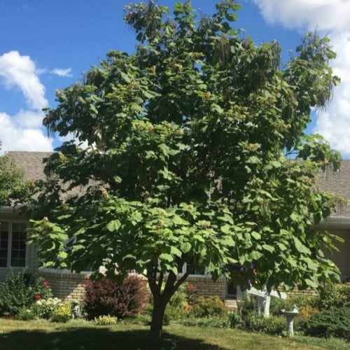 بذور شجرة الكاتالبا الصفراء ( Catalpa ovata )