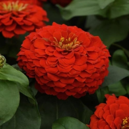 بذور زهرة الزينيا الحمراء ( Zinnia elegans )