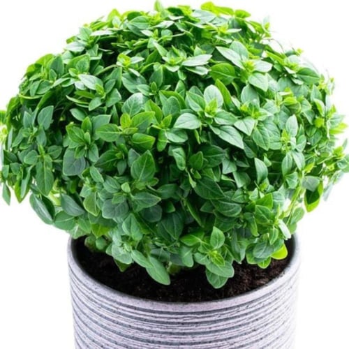 بذور الريحان اليوناني القزمي ( Ocimum basilicum )