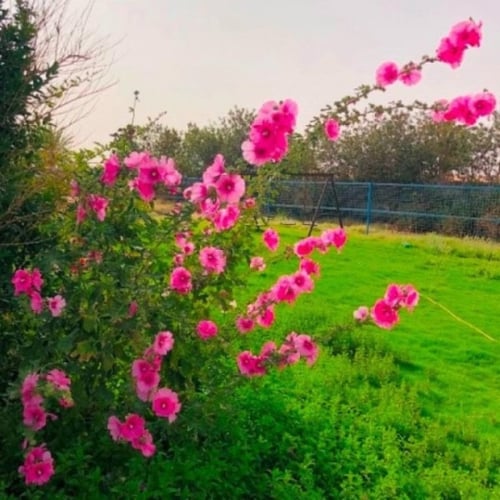 بذور زهرة الختمية الوردية ( Althaea )