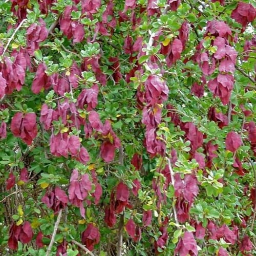 بذور شجرة القاع ( Terminalia prunioides )