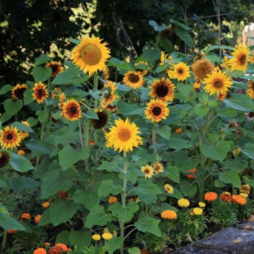 بذور دوار الشمس "منوع" ( Helianthus annuus )