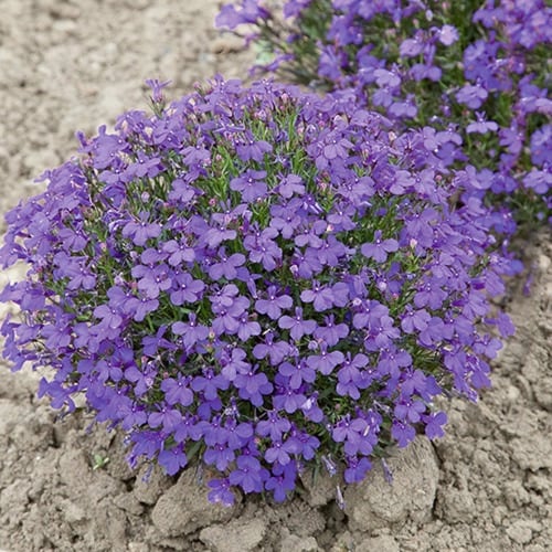 بذور زهرة لوبيليا ( Lobelia erinus )