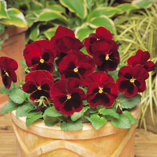 بذور زهرة بانسي الحمراء - بنفسج الثالوث ( Viola x...