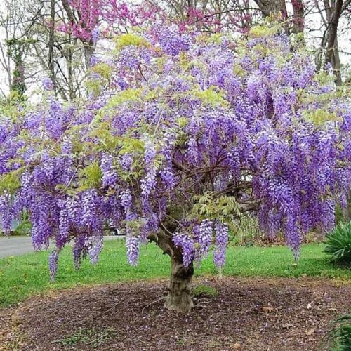 بذور شجرة ويستيريا البنفسجية ( Wisteria sinensis )