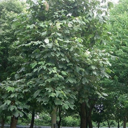 بذور شجرة استركوليا مخمسة ( Brachychiton populneus...