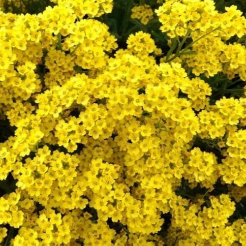 بذور زهرة الملكة - الأليسم الذهبي ( Lobularia mari...