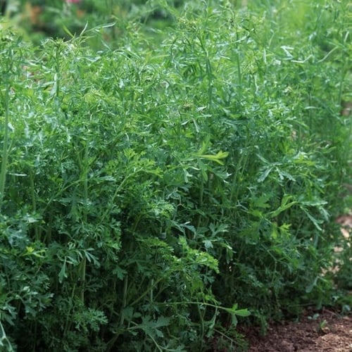 بذور عشبة الرشاد ( Lepidium sativum )