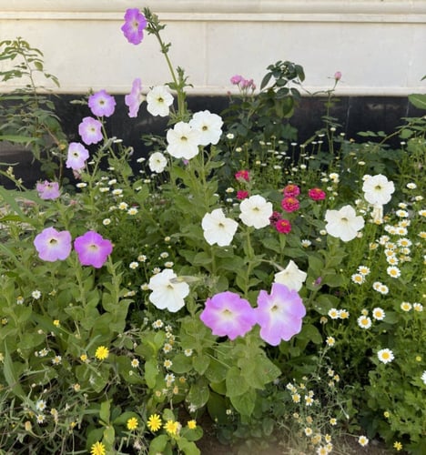 بذور زهرة البيتونيا ( petunia hybrida )
