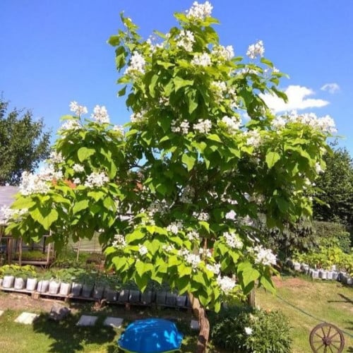 بذور شجرة كاتالبا الفول الهندي ( Catalpa bignonioi...