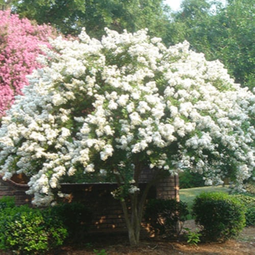 ‫بذور تمر حنا أبيض - لاجستروميا ( Lagerstroemia in...