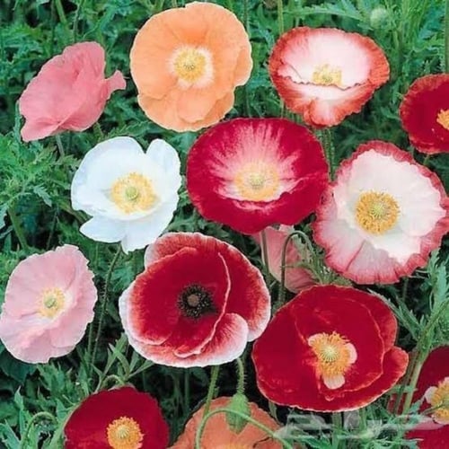 بذور الديدحان الملون - شقائق النعمان ( papaver rho...