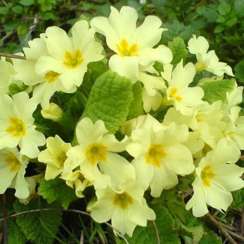 بذور زهرة الربيع ( Primula )