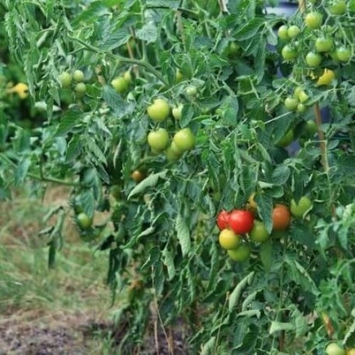 بذور الطماطم الكروي ( Solanum lycopersicum )
