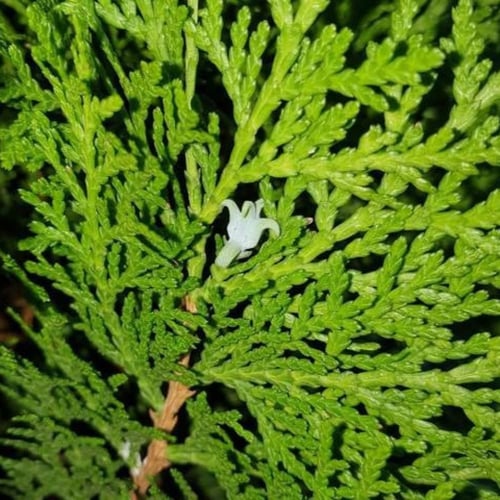 بذور شجيرة الثويا - التويا ( Platycladus orientali...