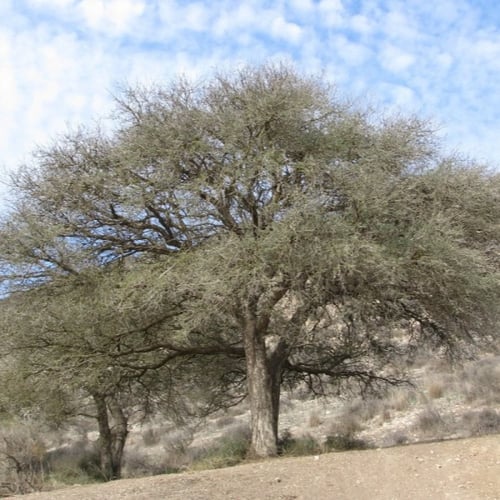 بذور شجرة الحراز النادرة - السنط الابيض ( Faidherb...